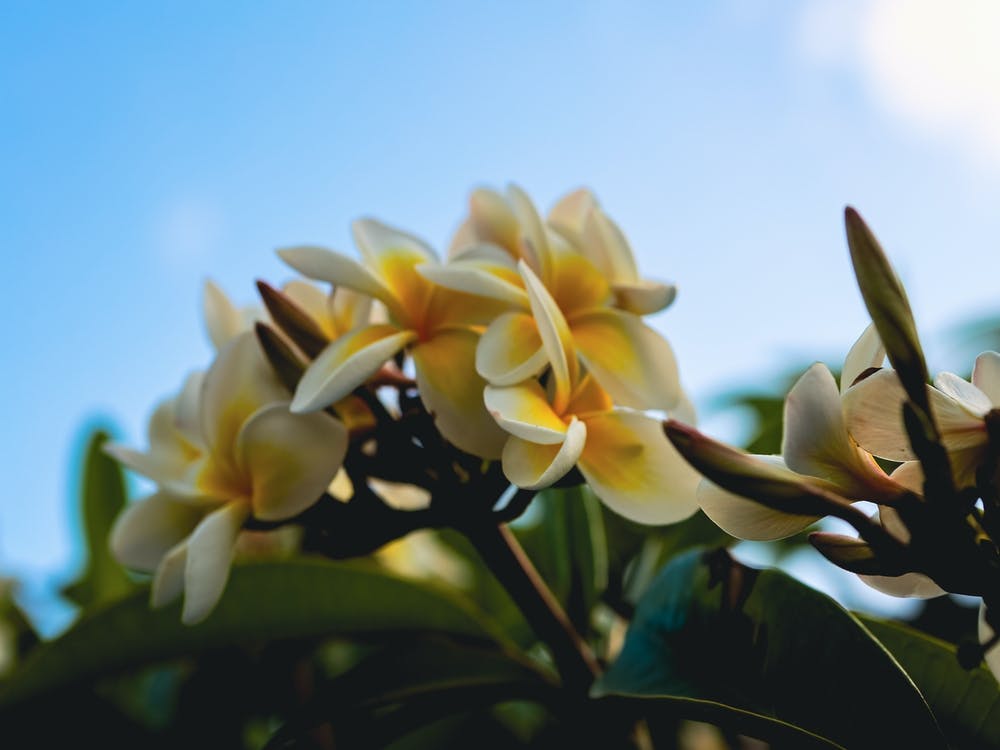 Frangipani Flowers
