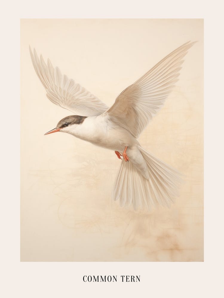 Vintage Bird Drawing Common Tern 2 Poster