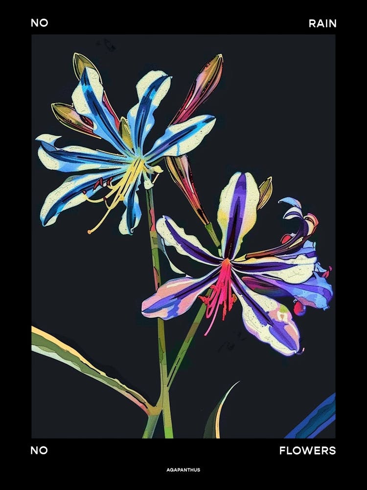 No Rain No Flowers Poster Agapanthus 2