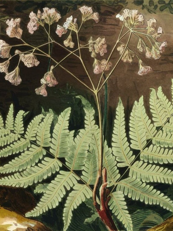 Green Fern Abstraction - Botanical