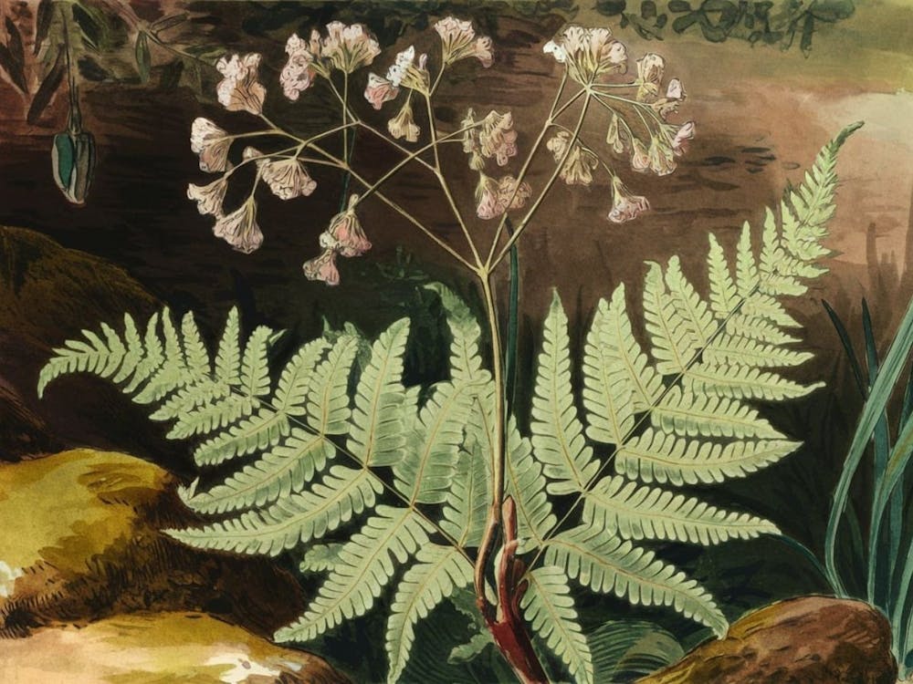 Green Fern Abstraction - Botanical