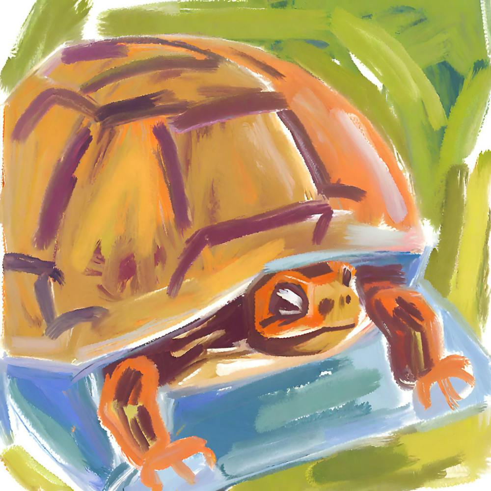 Tortue Boîte 07