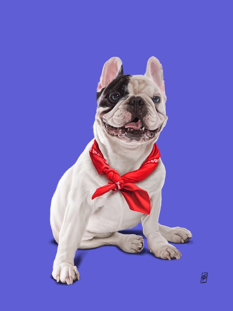 Frenchie (Colour)