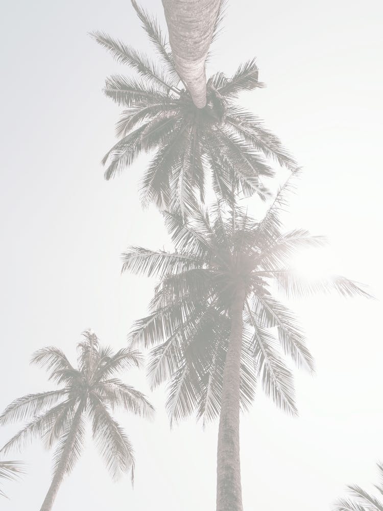 Light Washed Palms