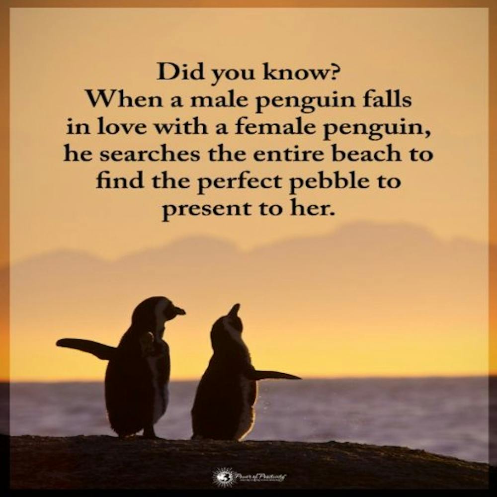 Penguins Quotes