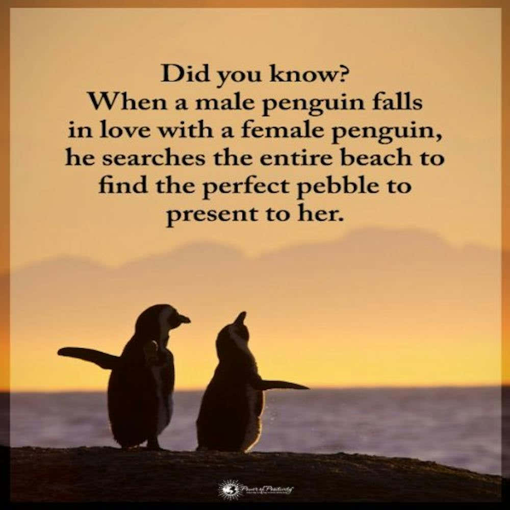 Penguins Quotes