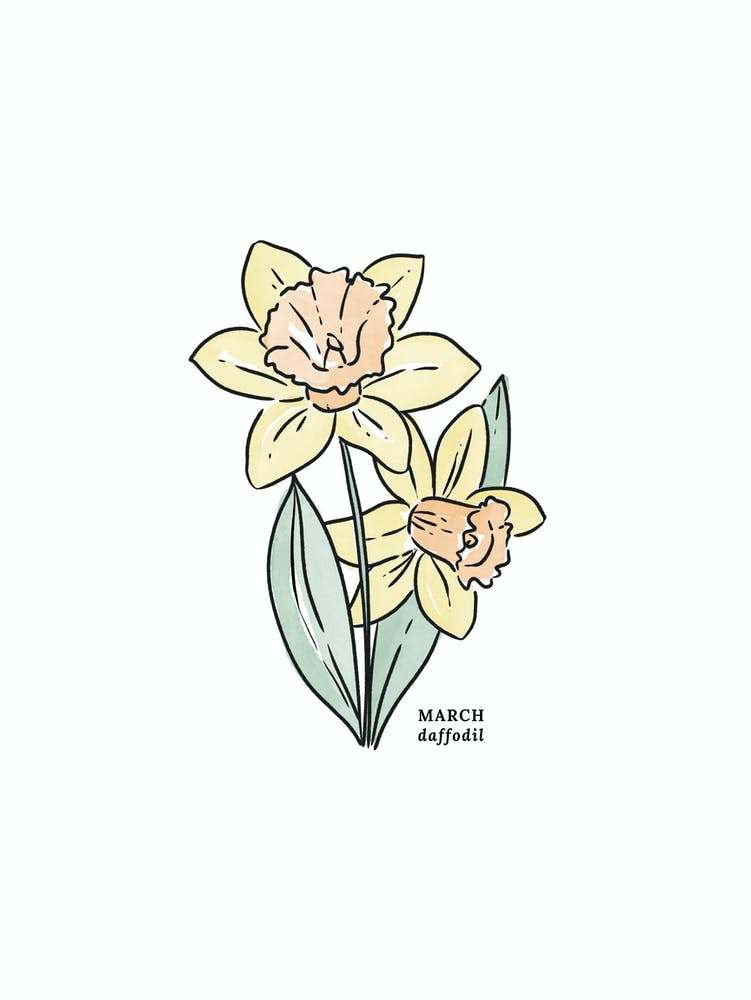 March Daffodil Birth Flower 1