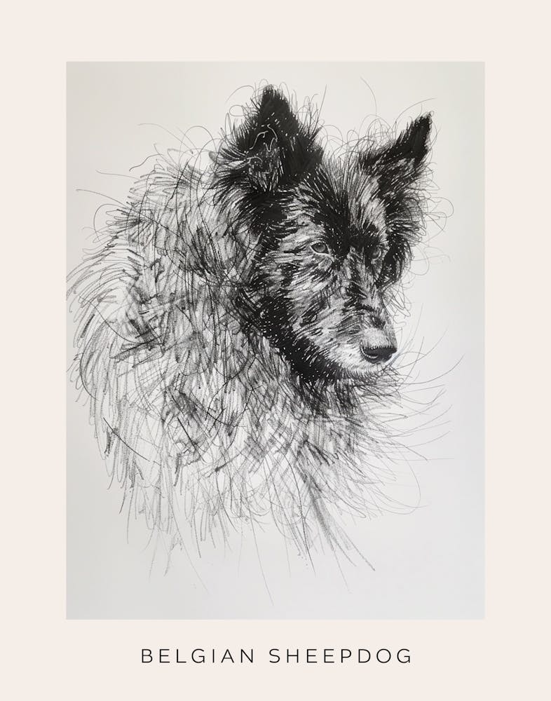 Belgian Sheepdog Line Sketch 3 Poster