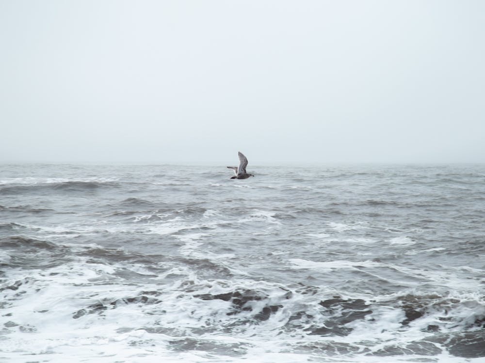 Seagull Flying By Grey Ocean