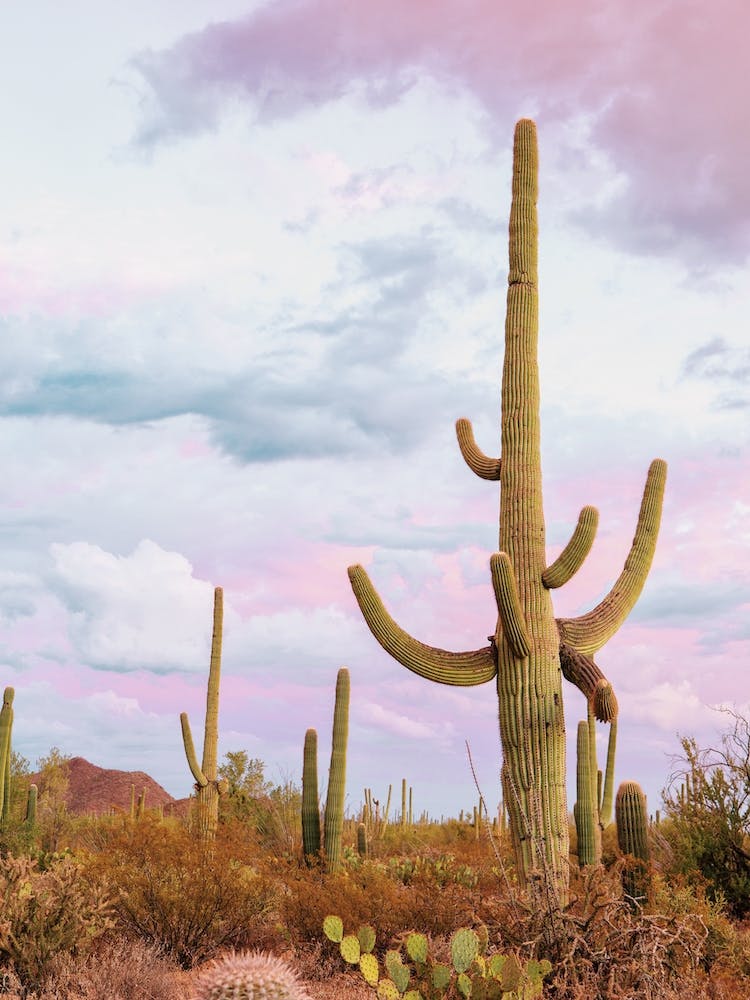 Pastel Saguaro Cactus Sky