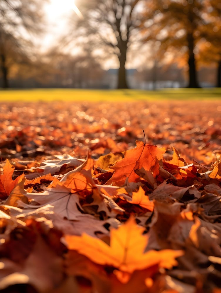 Autumn Leaves On The Ground 4