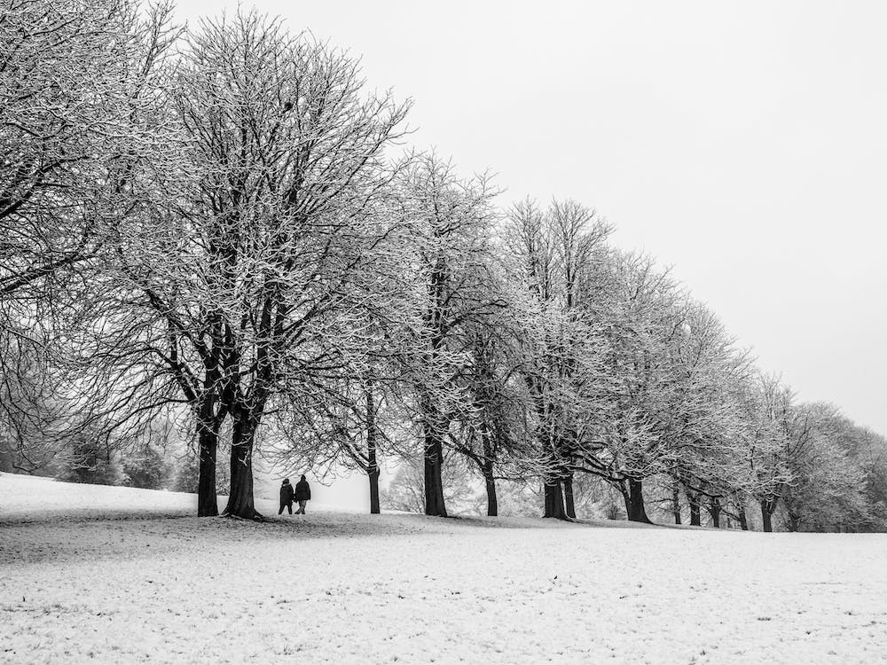 Winter Thornes Park
