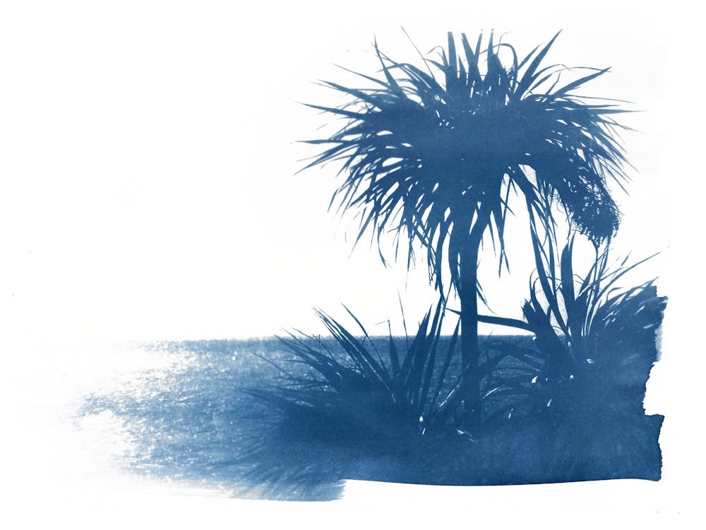 Palm Trees Beach Sea View Blue