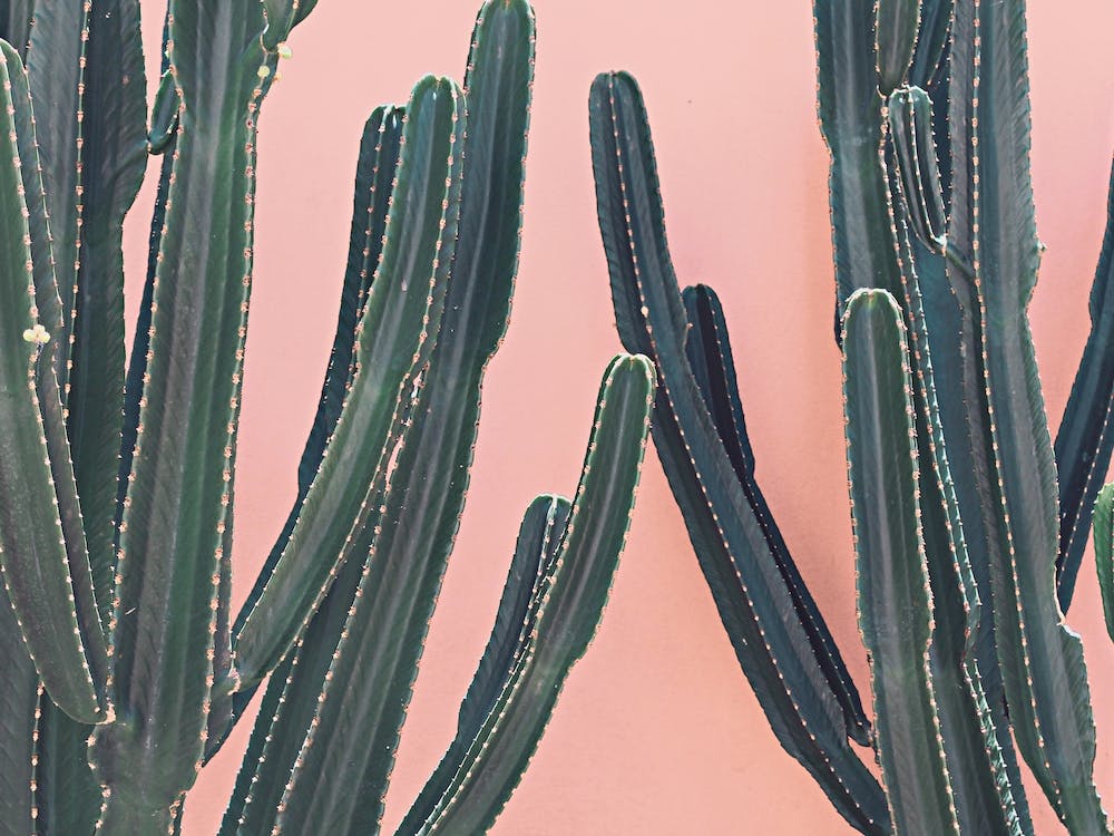 Cactus On A Pink Wall