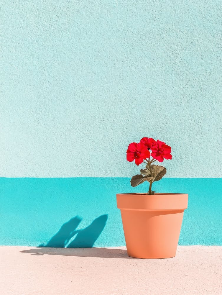 Geranium 1