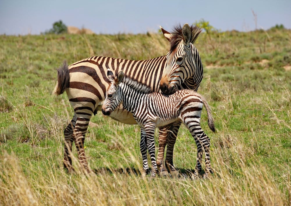 Zebra Mother With Baby