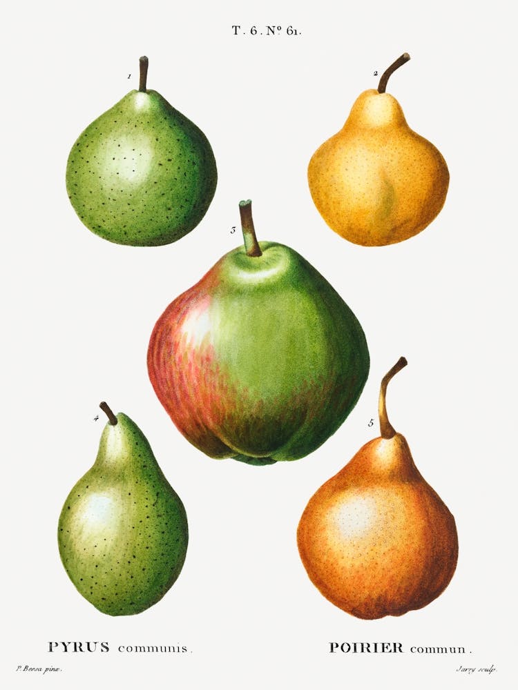 Pear Pyrus, Pierre Joseph Redoute