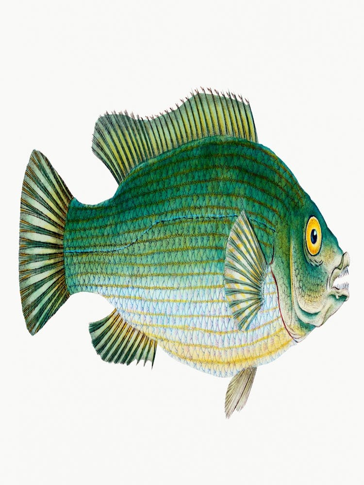 Streaked Wrasse From The Natural History Of British Fishes (1802) By Edward Donovan