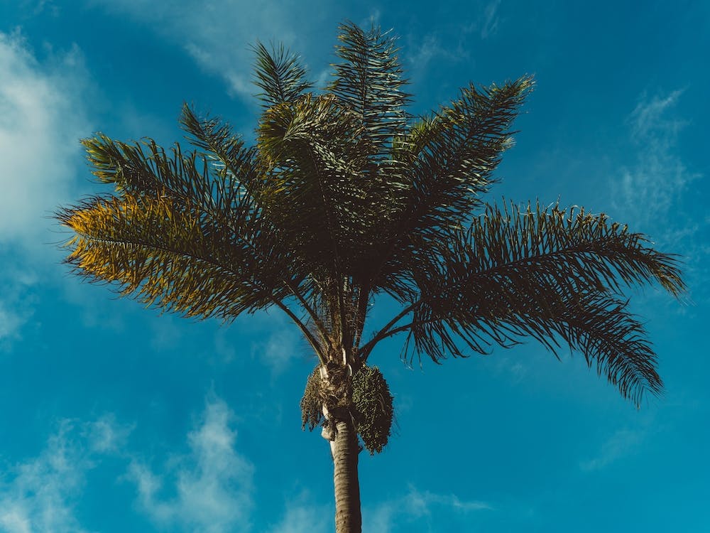 Palm Tree II