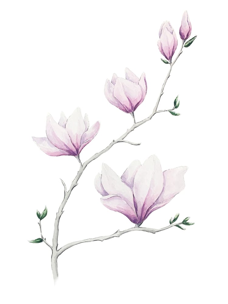 Magnolia Botanical Watercolor Painting
