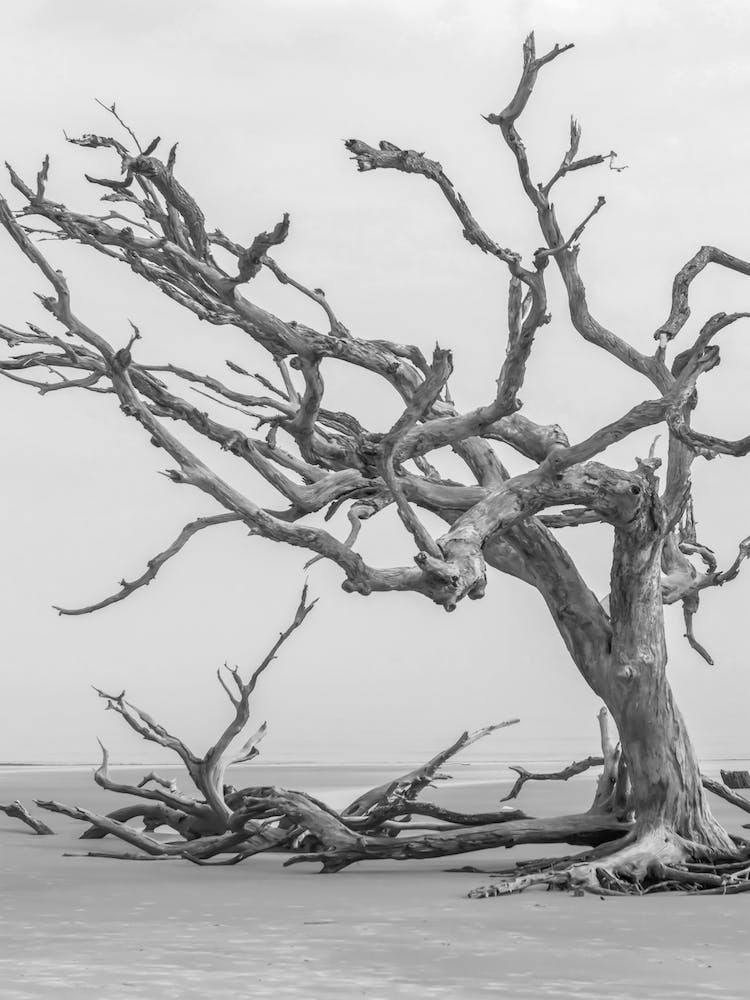 Dead Tree