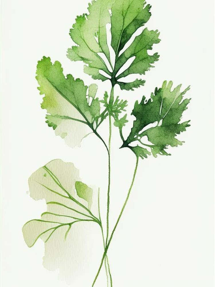 Cilantro Leaf Minimalist Watercolour 2