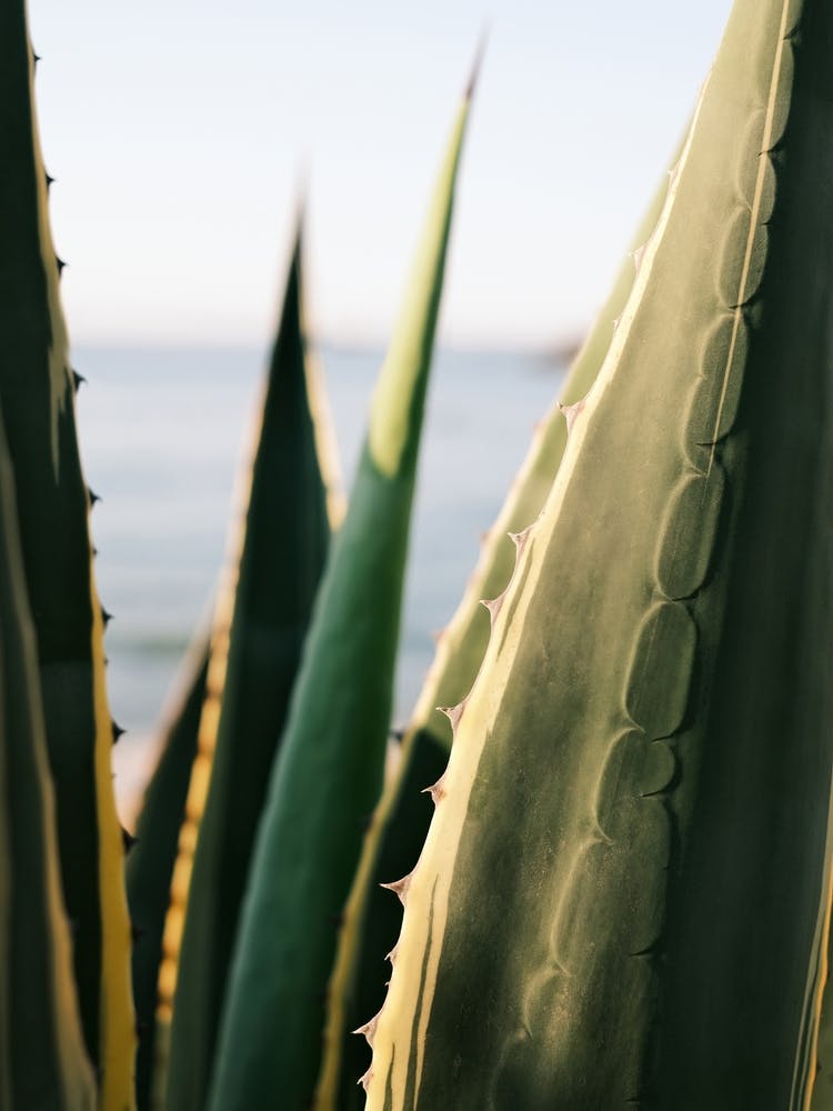Agave and the Beach // Ibiza Nature & Travel Photography