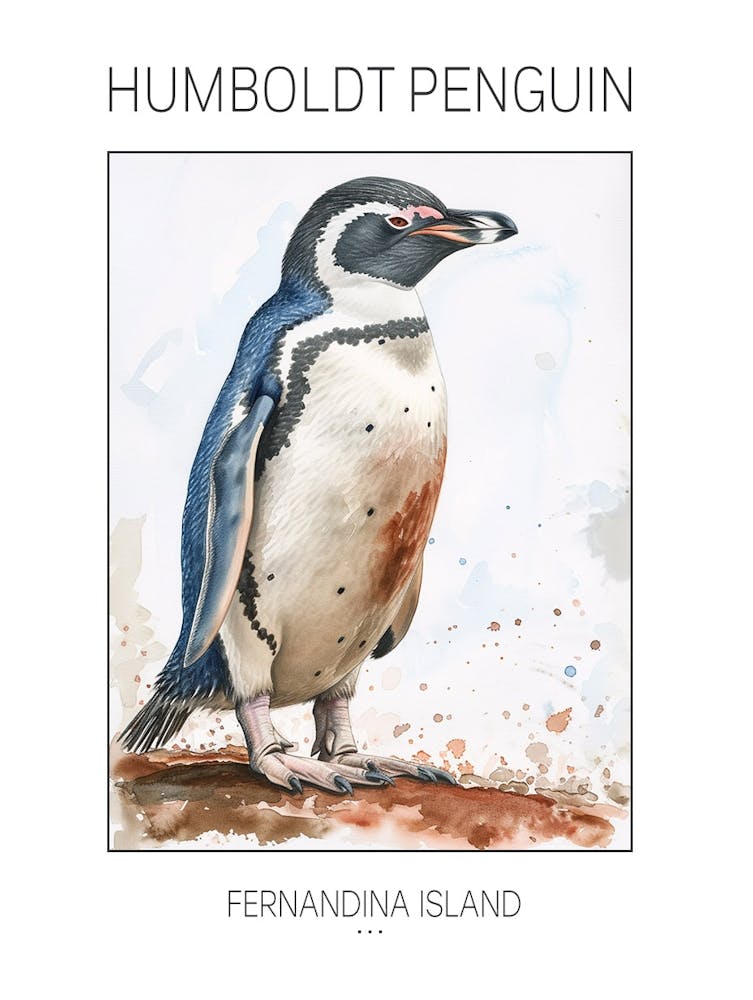 Humboldt Penguin Fernandina Island Watercolour Painting 3 Poster