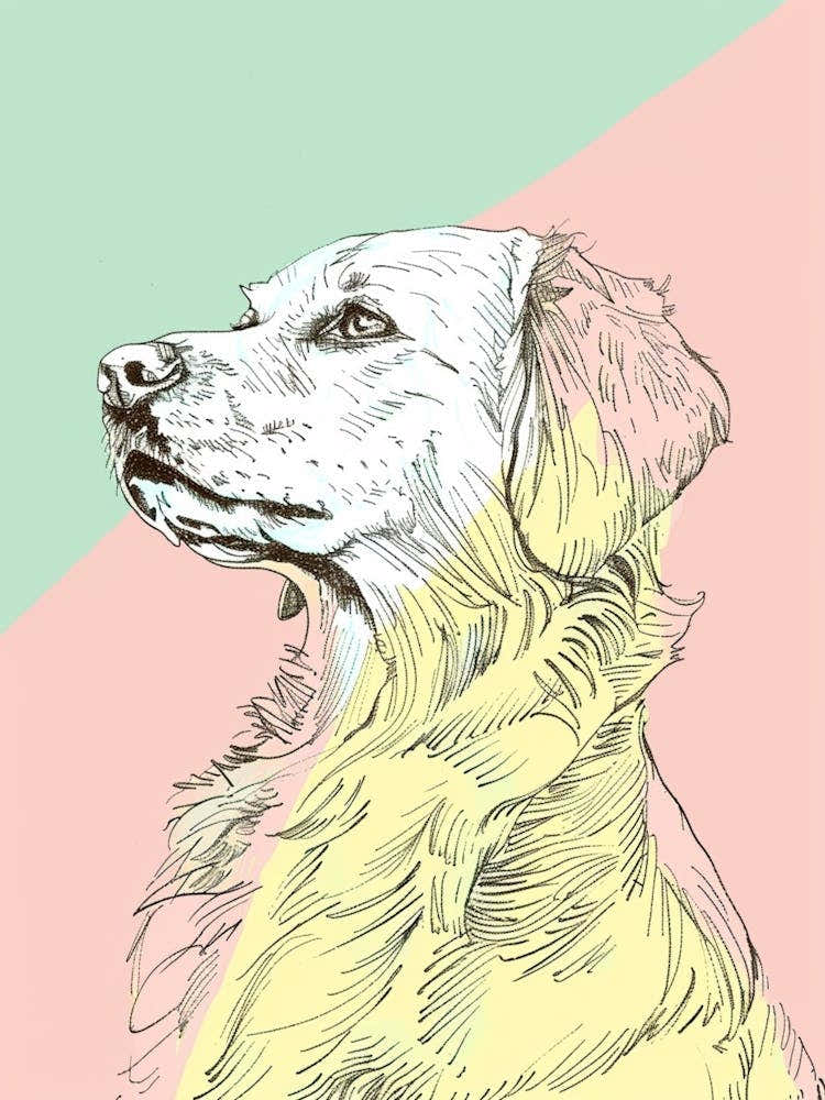 Pastel Nova Scotia Duck Tolling Retriever Dog Pastel Line Illustration 3