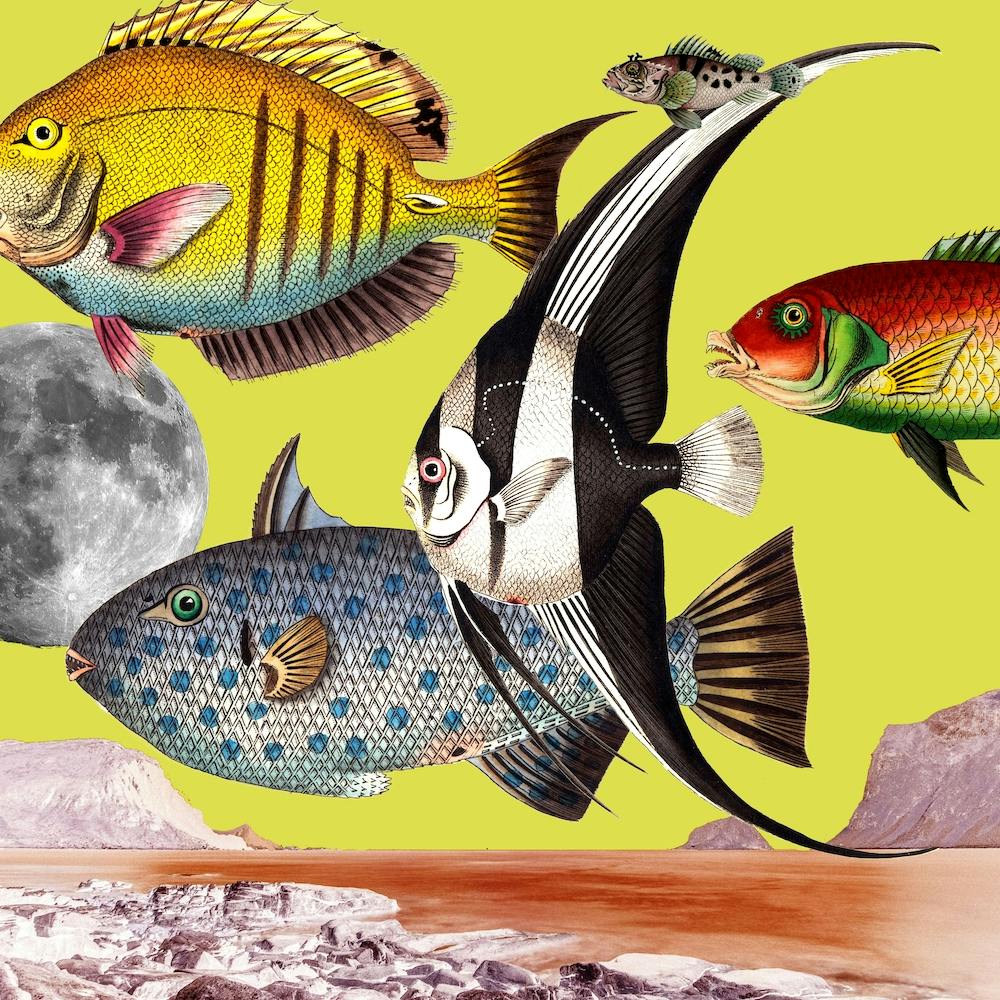 Fish World Yellow Square