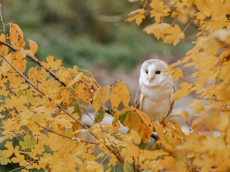 Chouette Effraie dans un Arbre