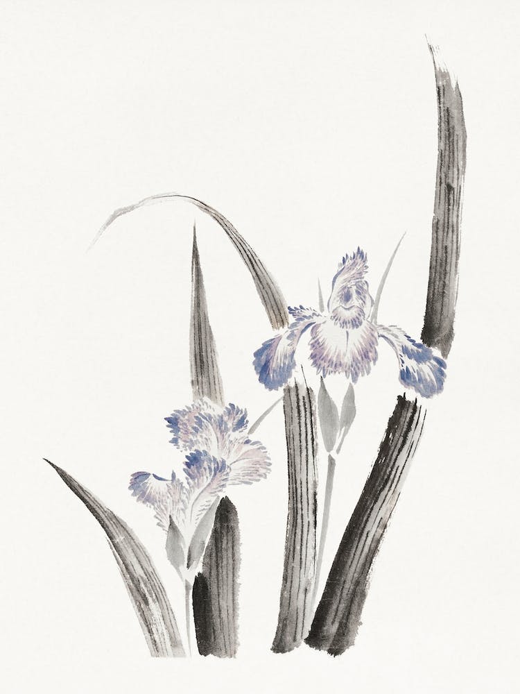 Japanese Iris Flower, Katsushika Hokusai