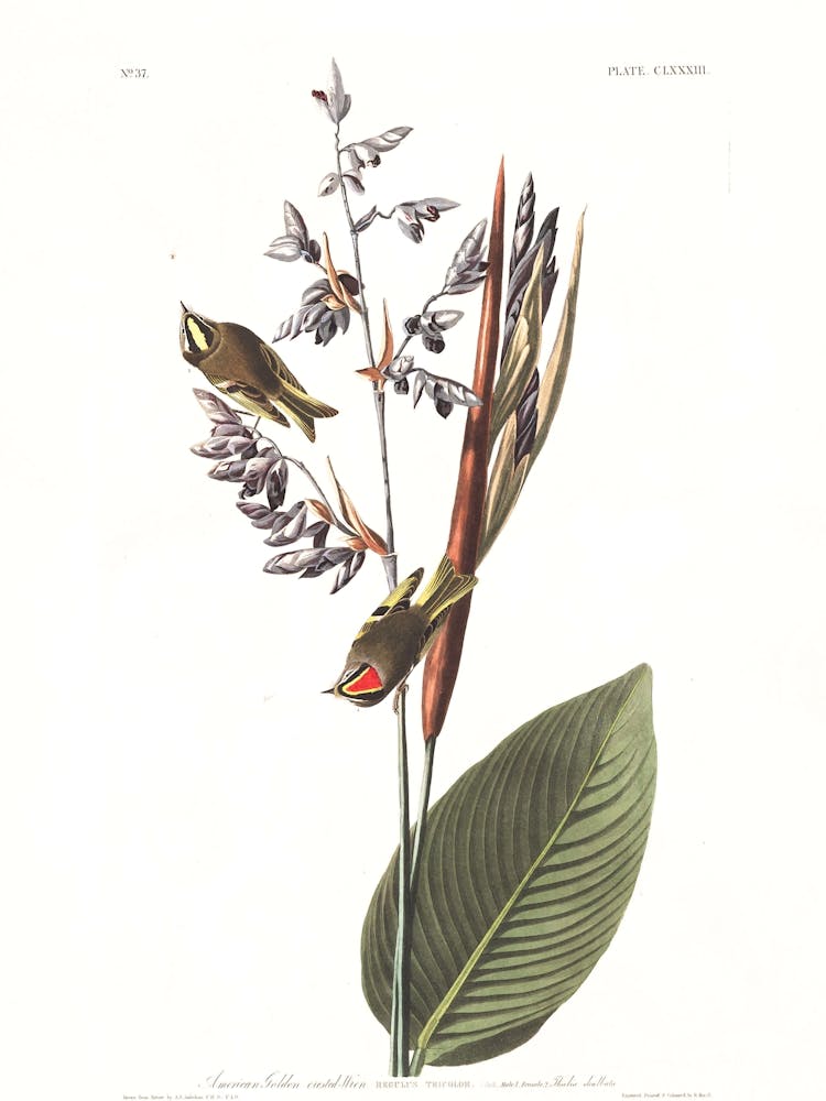 John James Audubon American Golden Crested Wren