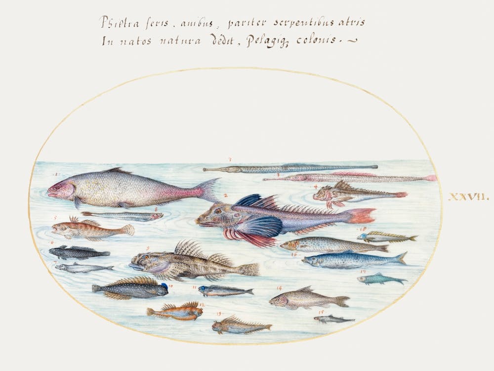 Blennies, Scorpion Fish, And Other Fish (1575–1580), Joris Hoefnagel