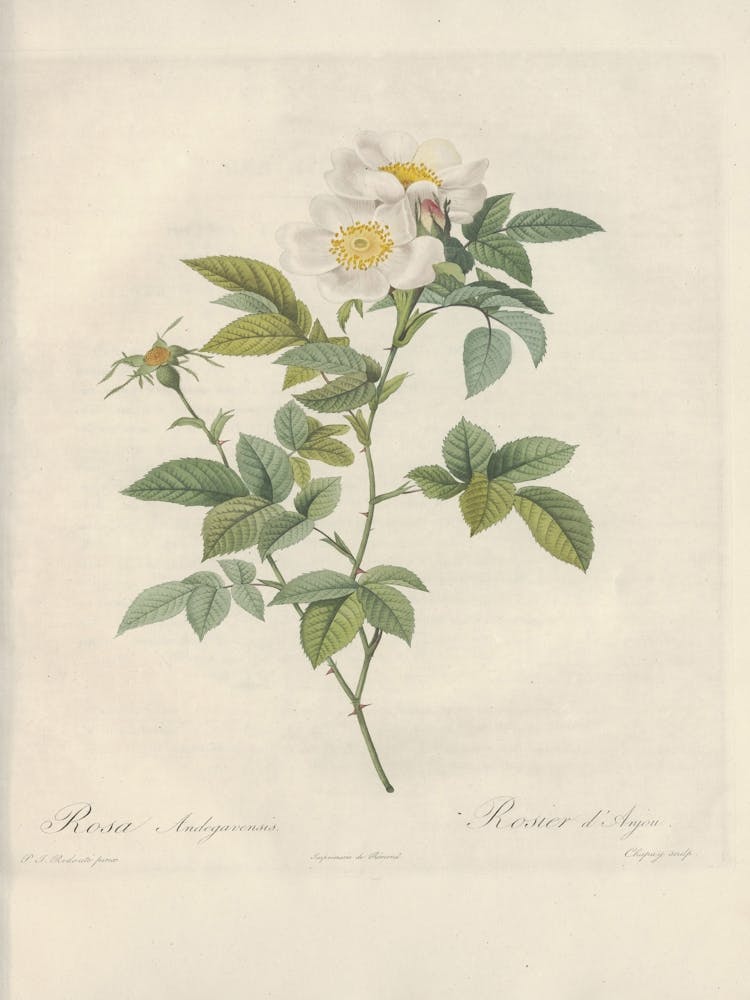 Illustration de Rose, Pierre Joseph Redoute, Pierre Joseph Redoute (129)