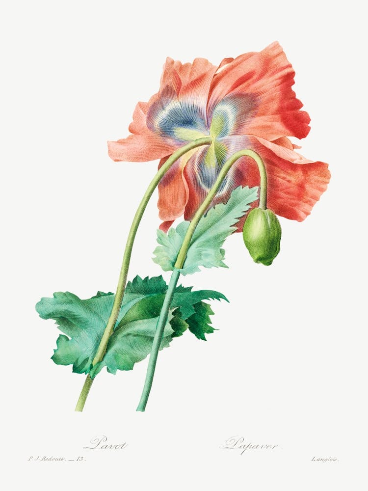 Poppy, Pierre Joseph Redouté