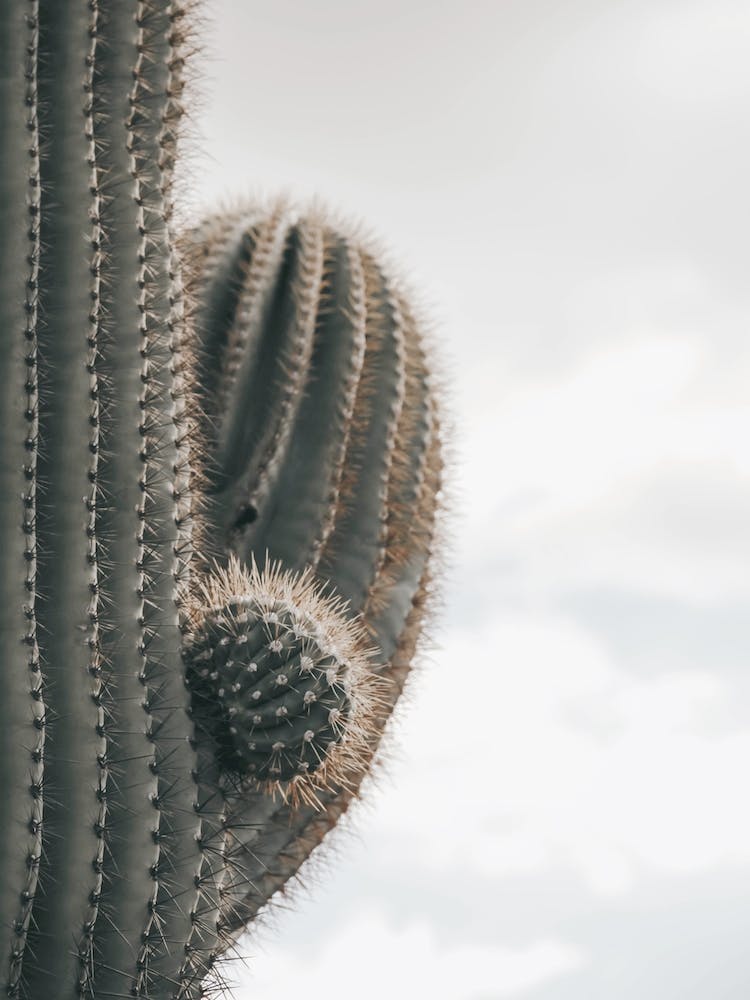 Saguaro Cactus Arms