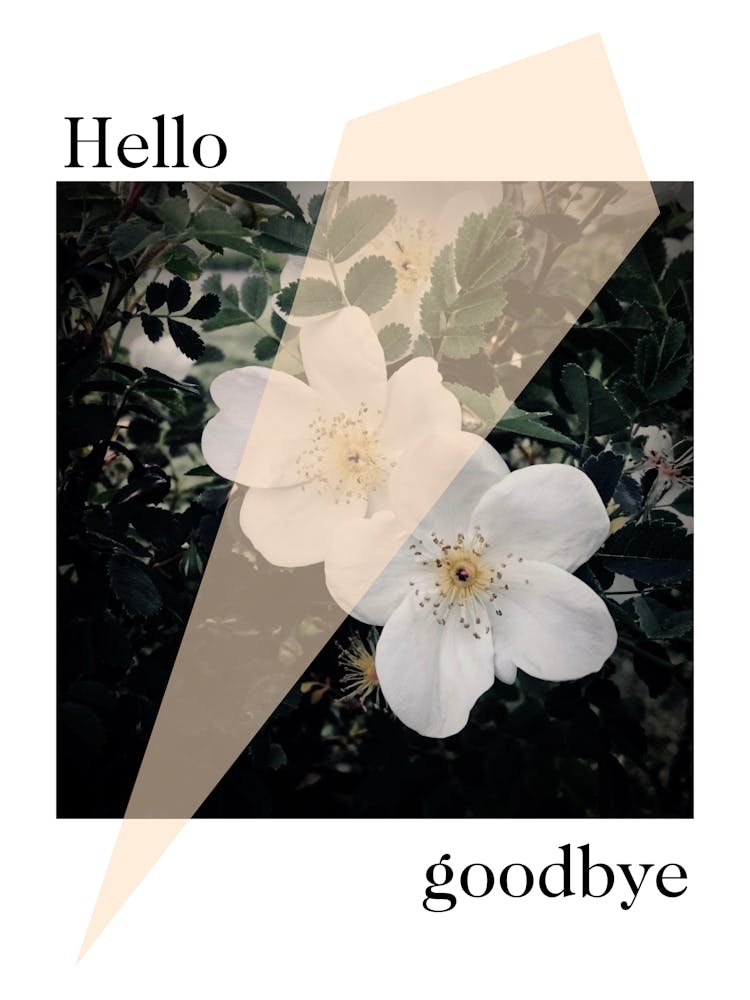 Hello goodbye