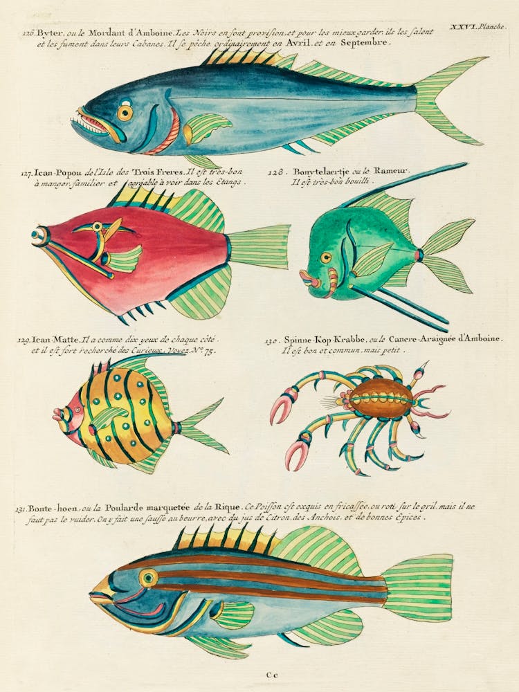 Colourful And Surreal Illustrations Of Fishes And Crab Found In Moluccas (Indonesia) And The East Indies, Louis Renard(36)
