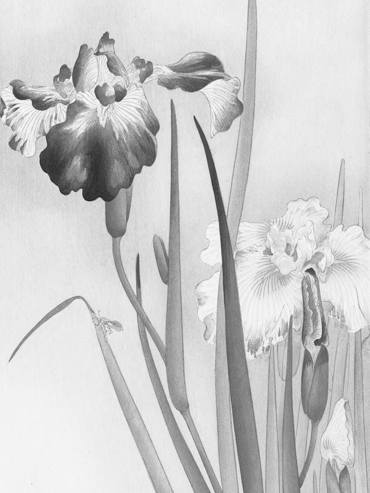 Monochrome Iris