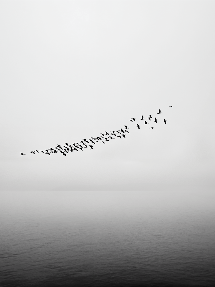 Flock no1