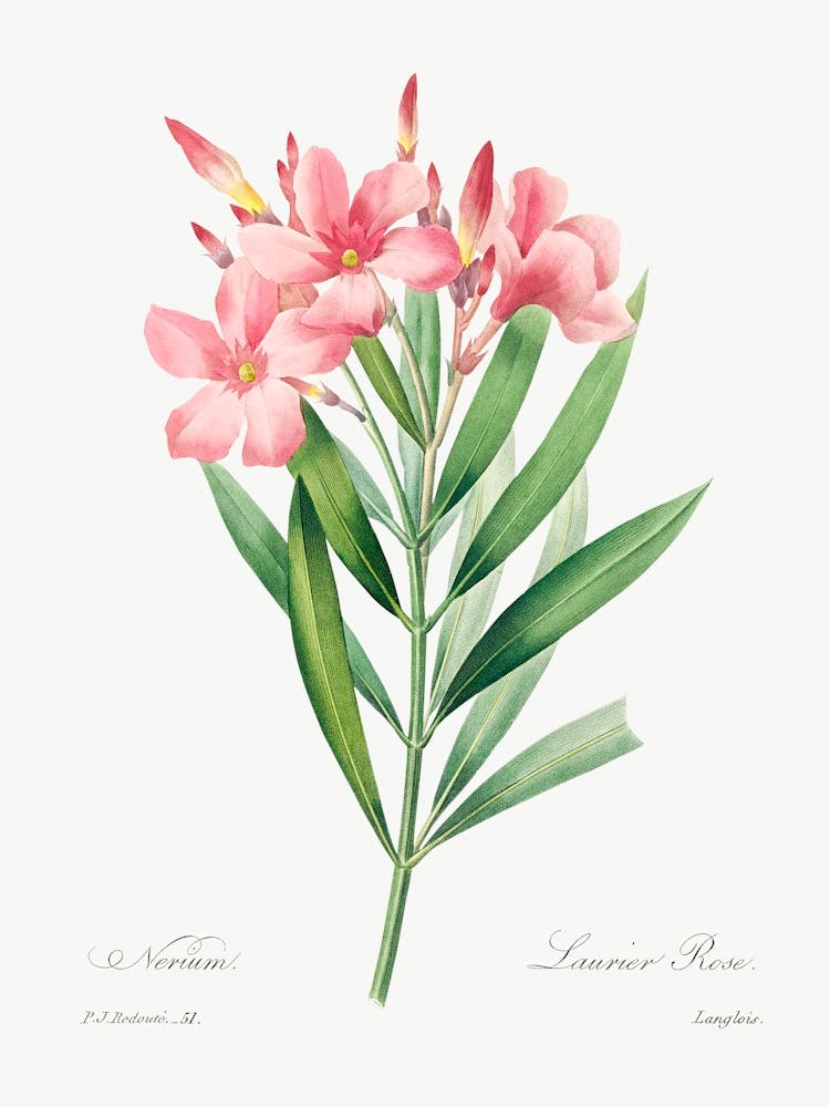 Oleander, Pierre Joseph Redouté