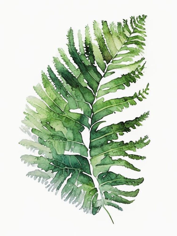 Boston Fern 3 Watercolour