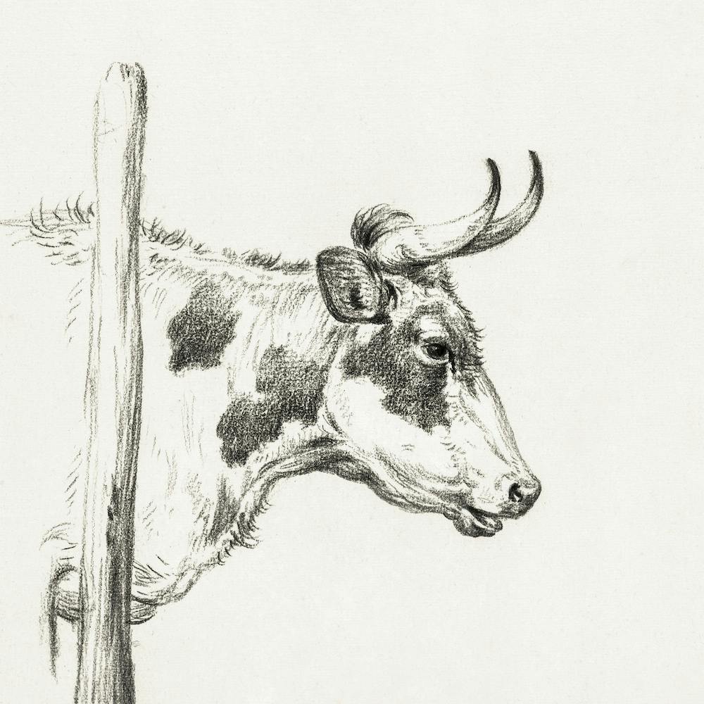 Head Of A Cow, To The Right, Jean Bernard