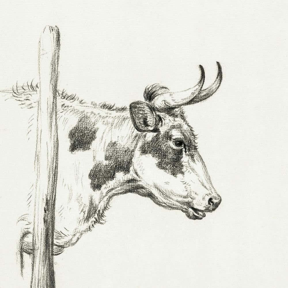 Head Of A Cow, To The Right, Jean Bernard