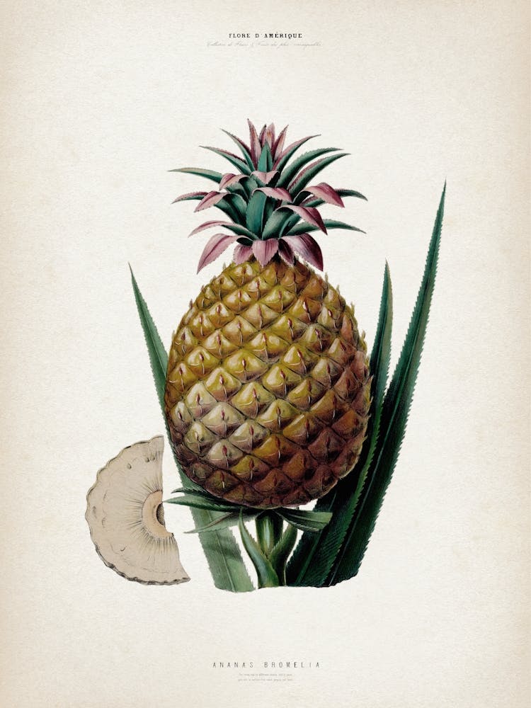 Vintage Denisse 7 Ananas Bromelia