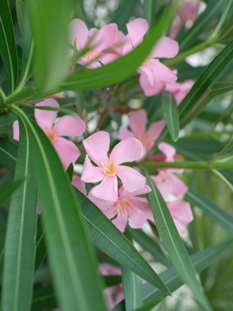 Oleander - Pink Mediterranean Flowers - Nature Photography