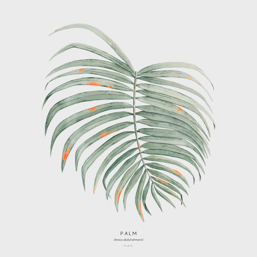 Palm Off White Square