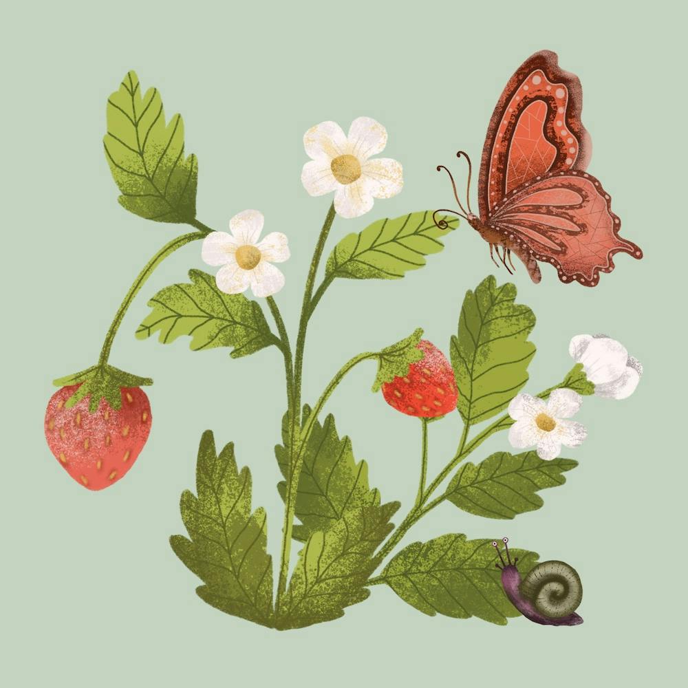 Sweet strawberry with butterfly