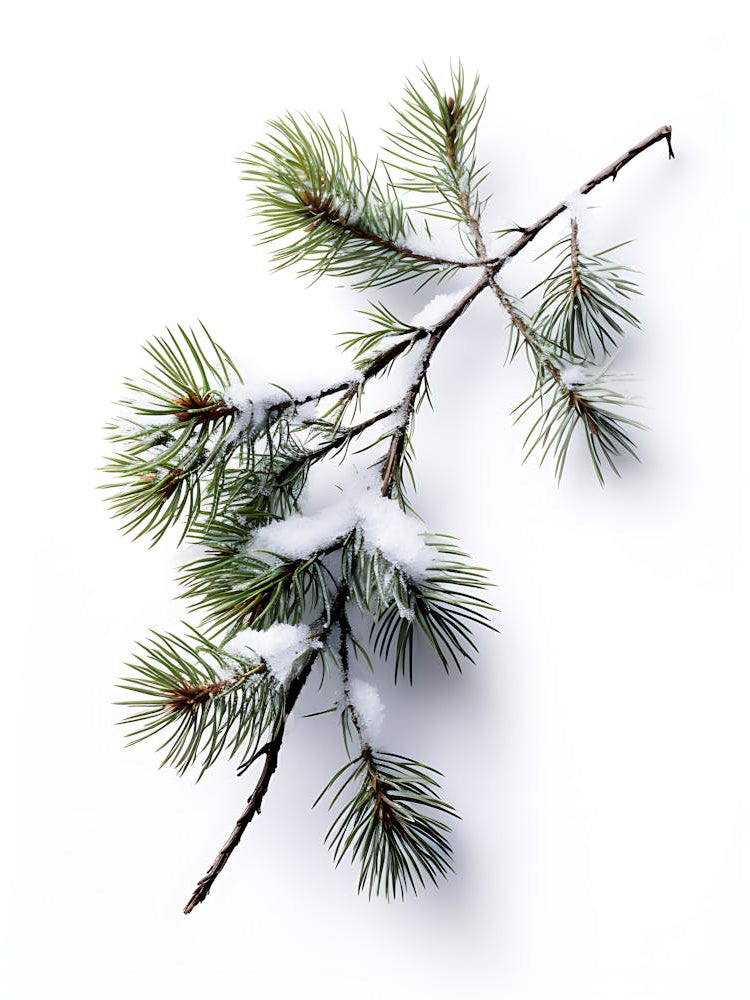 Pine Branch Covered in Snow 4
